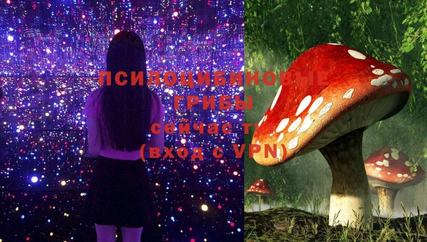прущие грибы Дмитров