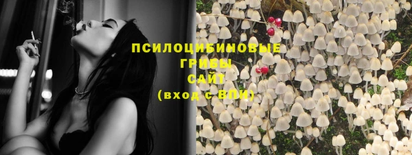 прущие грибы Дмитров